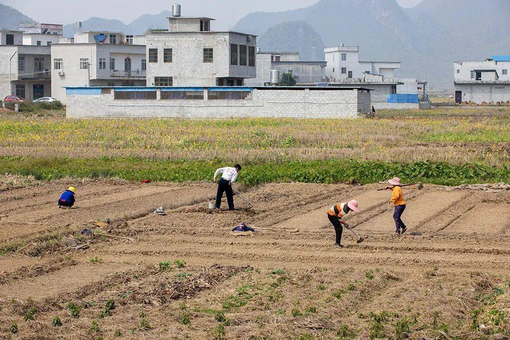 天等鎮稻香村群眾正在田間除草,平整土地▲龍茗鎮橋皮村群眾用農耕