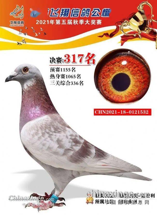 一路红绛玩15年!载入史册"红金轮"获奖上榜篆刻铭_鸽子_品种_比赛