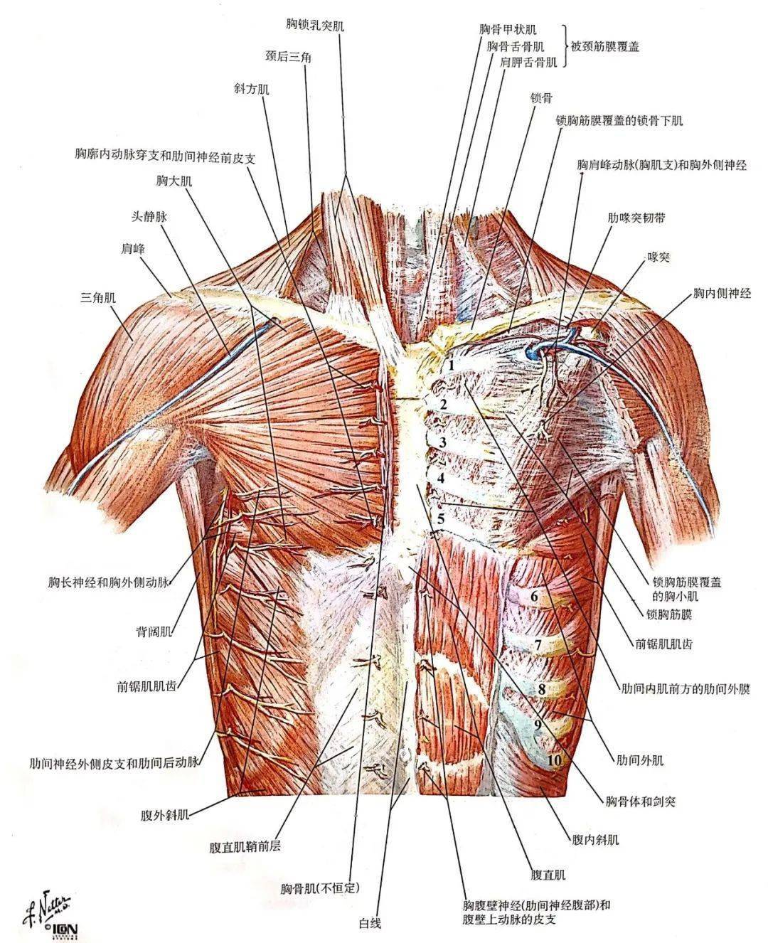 nerves, pecs)【并发症】肋间神经阻滞的目标穿刺部位距离血管,神经和