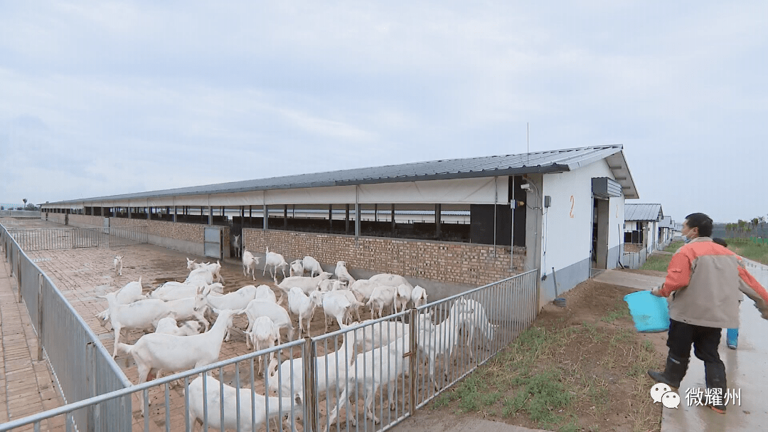 【关庄镇】奶山羊为群众送来好日子_养殖_集体经济_陈天荣