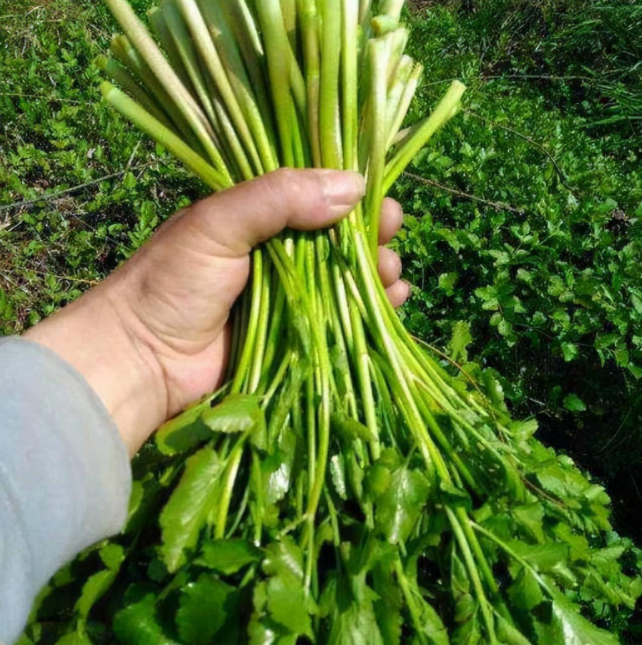 红凤菜从成分上来说红凤菜有一定的肝毒作用不能大量食用食用会