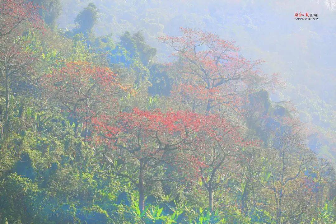 風景這裡獨好多圖實拍白沙九架嶺木棉花開