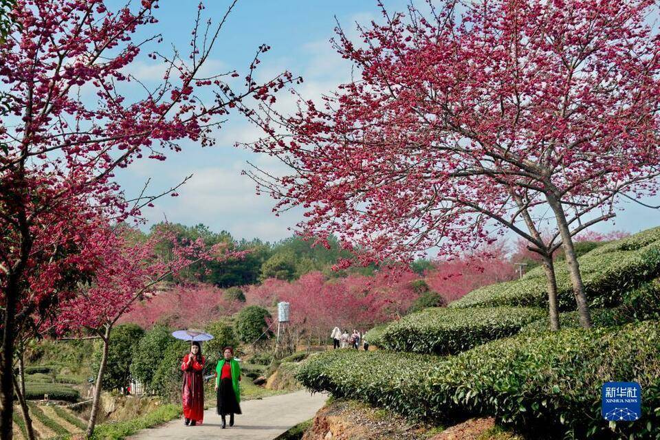 新茶|福建武夷山：茶园樱花开 不负春光美