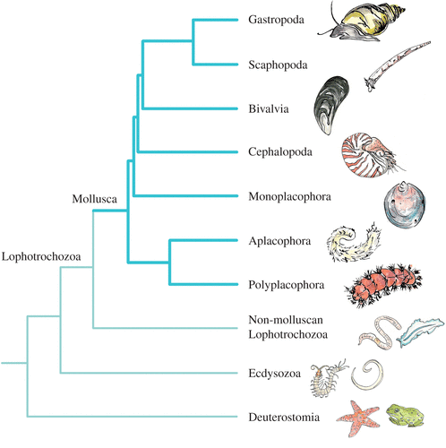 models and genomes in biology》海蛞蝓和蜗牛身体结构对比,图片