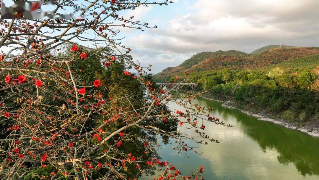 风景这里独好多图实拍白沙九架岭木棉花开