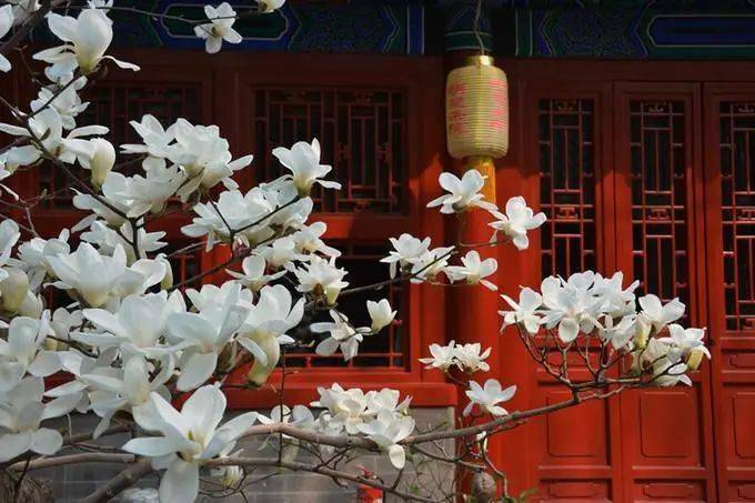 梨花|等到春暖花开，有这个京城“赏花秘籍”，您踏青赏花就不用愁了！快收藏！