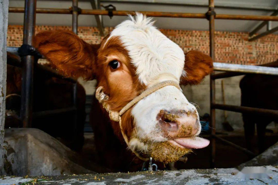 乐秋乡牵着牛鼻子过上牛日子