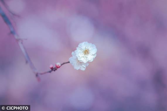 楠竹林|梅花盛开春意浓