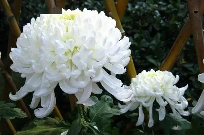 敬挽西安市长安区马王街道大原村杨荣义老先生楹联 文/李景宁_大德_高