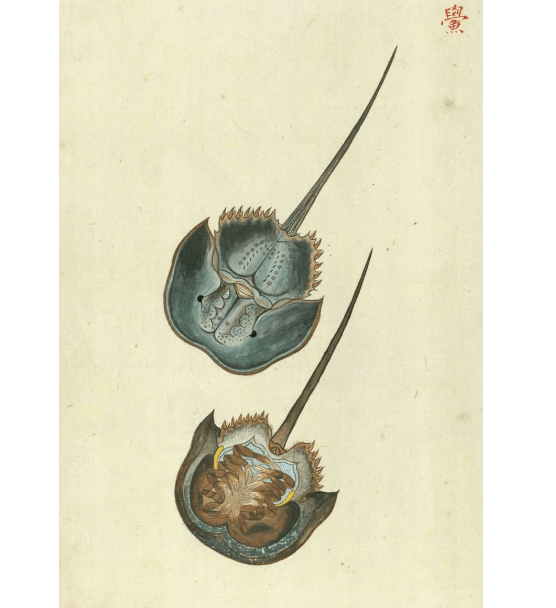 博物|如何把一只猫变成怪兽？《山经》中“怪物”的本来面目