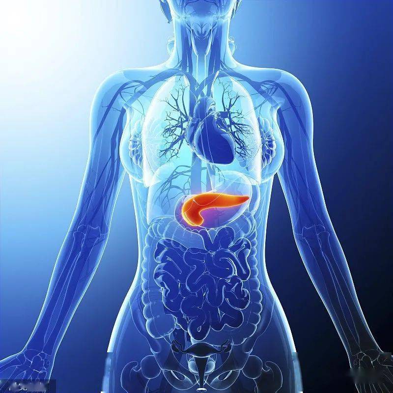 胰腺的位置身体部位图片