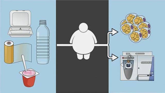 化合物|当心！塑料消费品可能导致肥胖