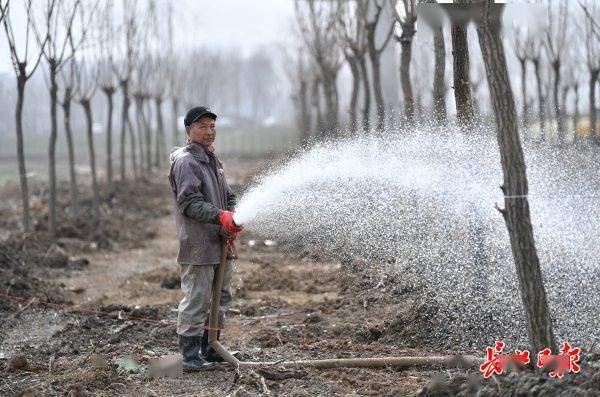 府河堤外栽种护岸林图集