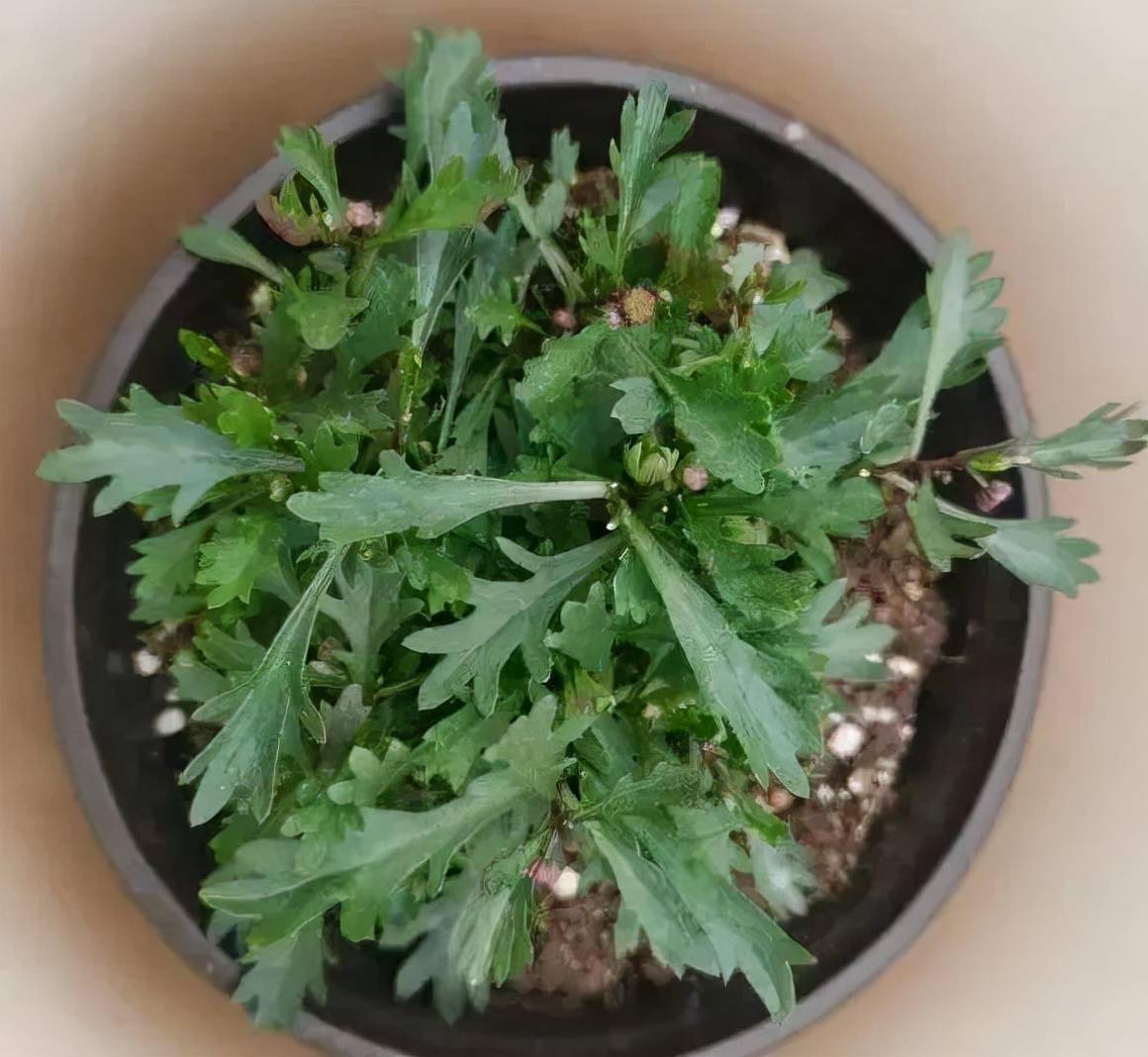 草花中的"小霸王",耐热耐寒耐阴,开花能开大半年_姬小菊_修剪_花量大