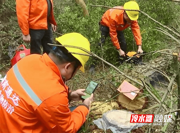 天牛|冷水滩：防治松材线虫病 保卫绿色风景线