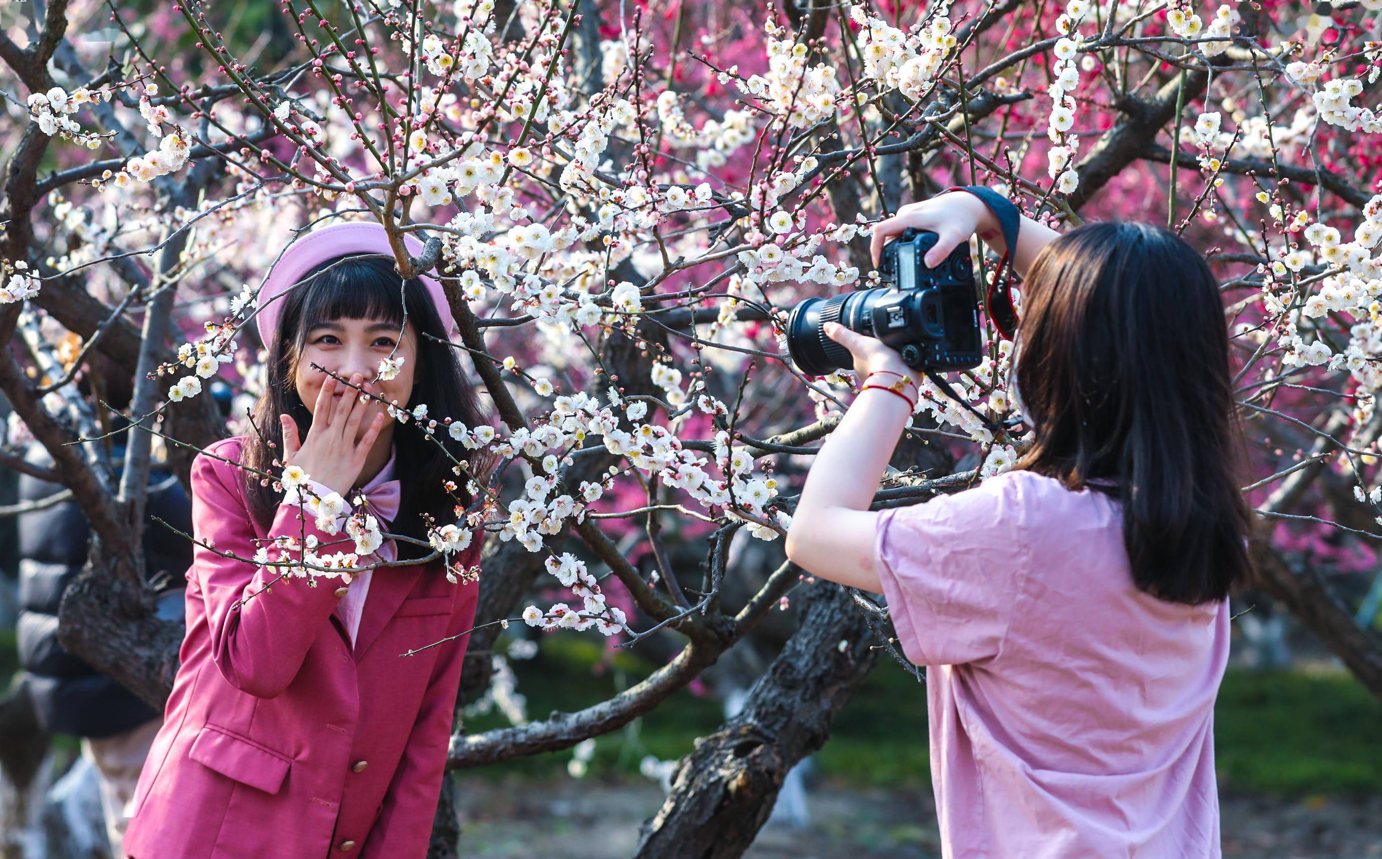 视频踏春赏梅正当时世纪公园梅花进入盛花期