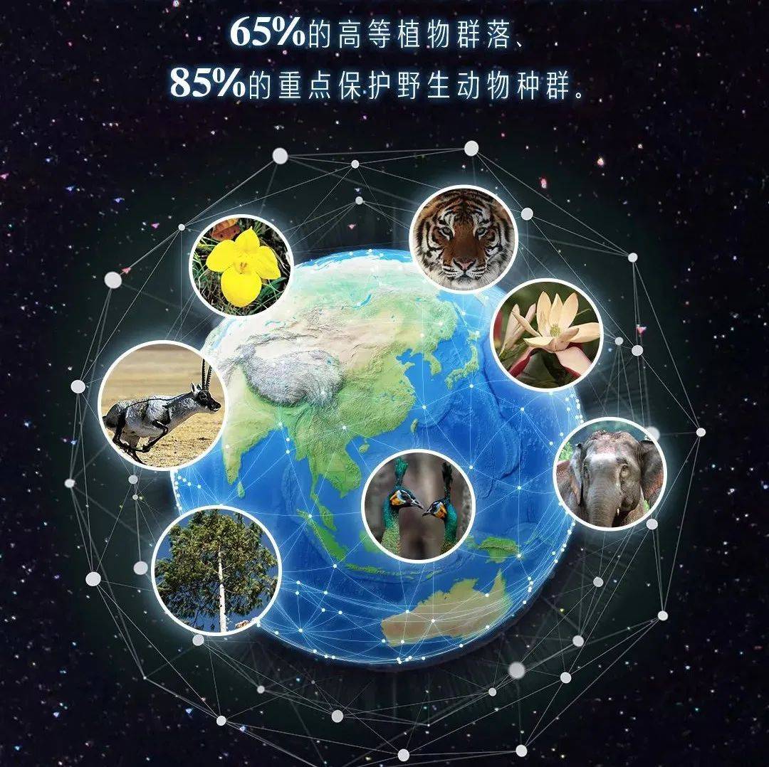 世界野生动植物日|关注旗舰物种保护 推进美丽中国建设_林业_草原_来源