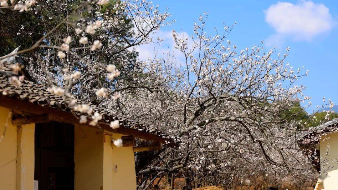 地址:樟木箐镇丘陵村·茅坡樱红景区出行攻略:景区距西昌城区约25公里