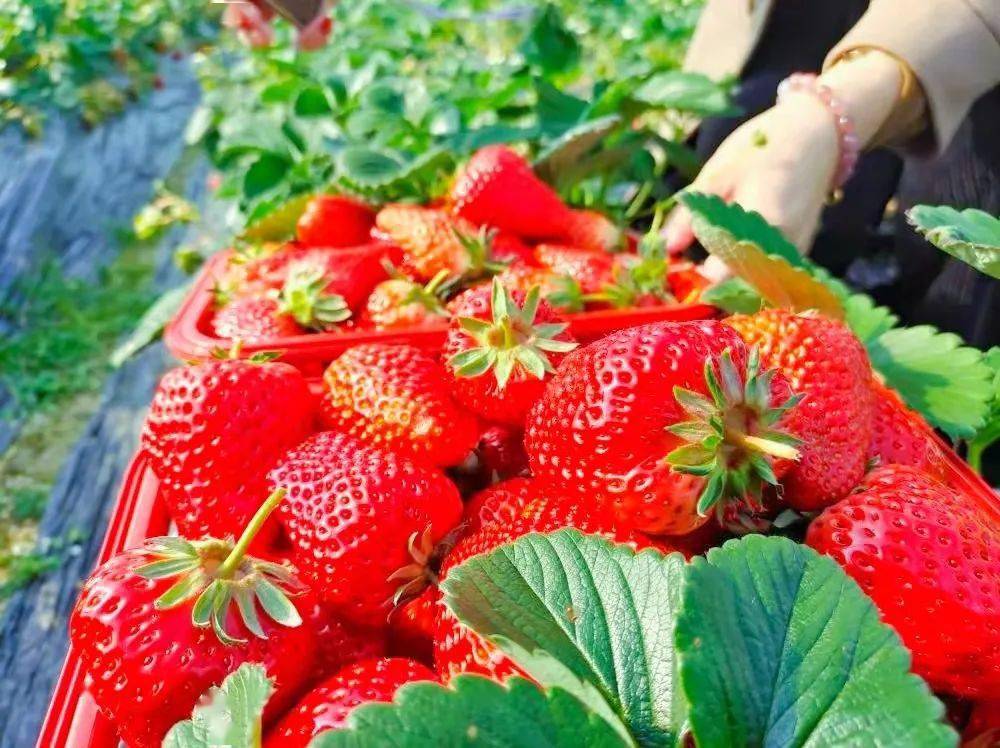 城固县|Hey~ 这是篇很甜的推送→