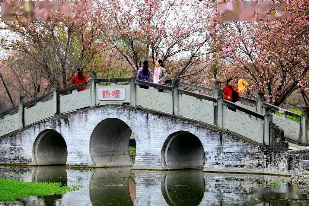 崇州市戚家湾看花图片