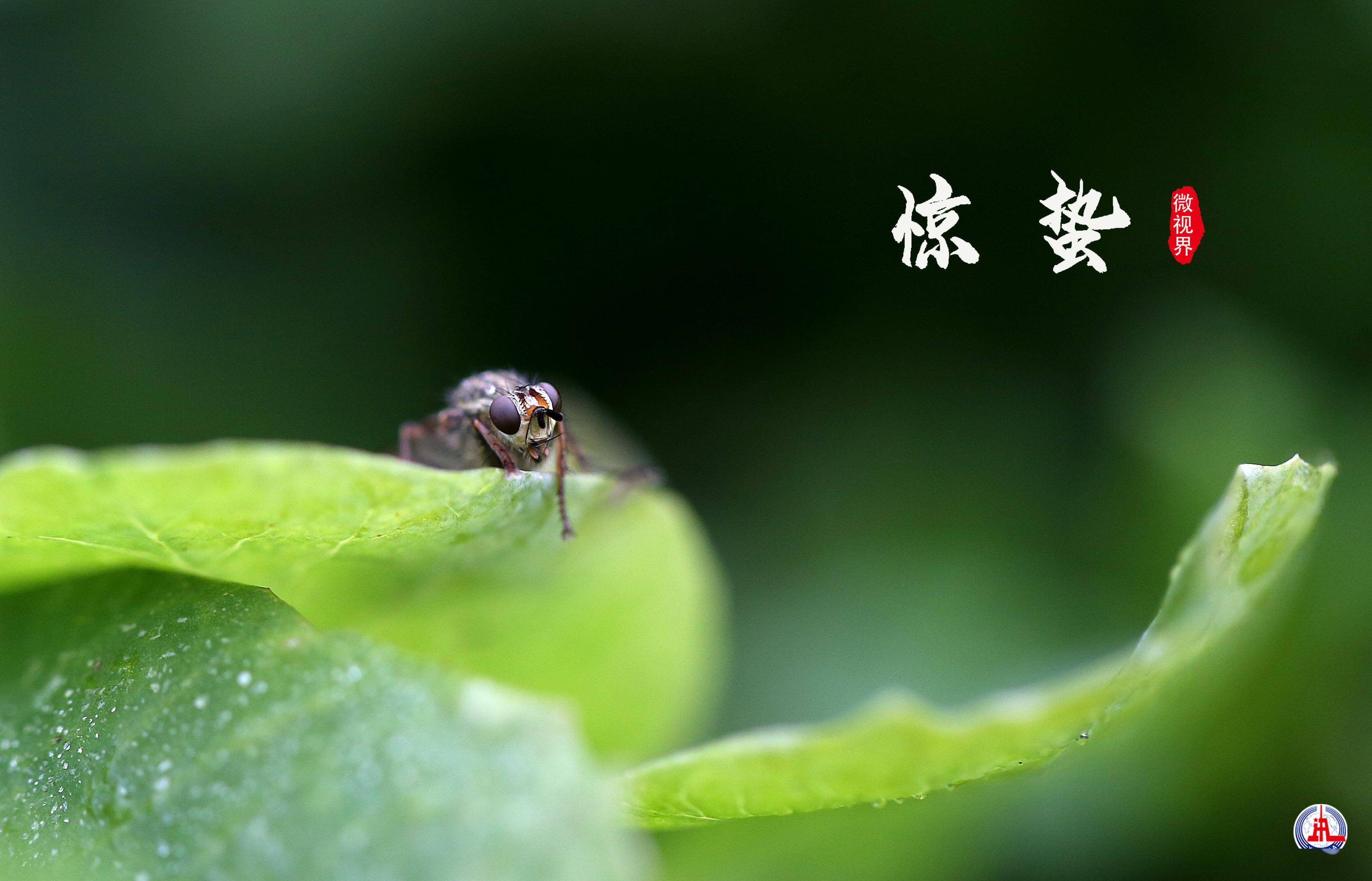 惊蛰图片大全最新昆虫图片