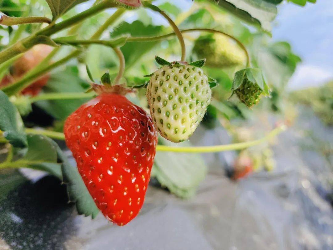 城固县|Hey~ 这是篇很甜的推送→