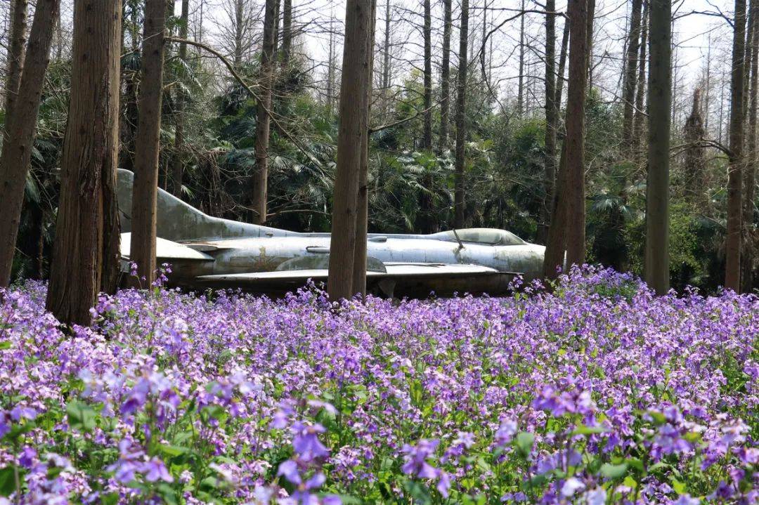 团城|这里有片“紫色花海”，都是属于郊游的浪漫