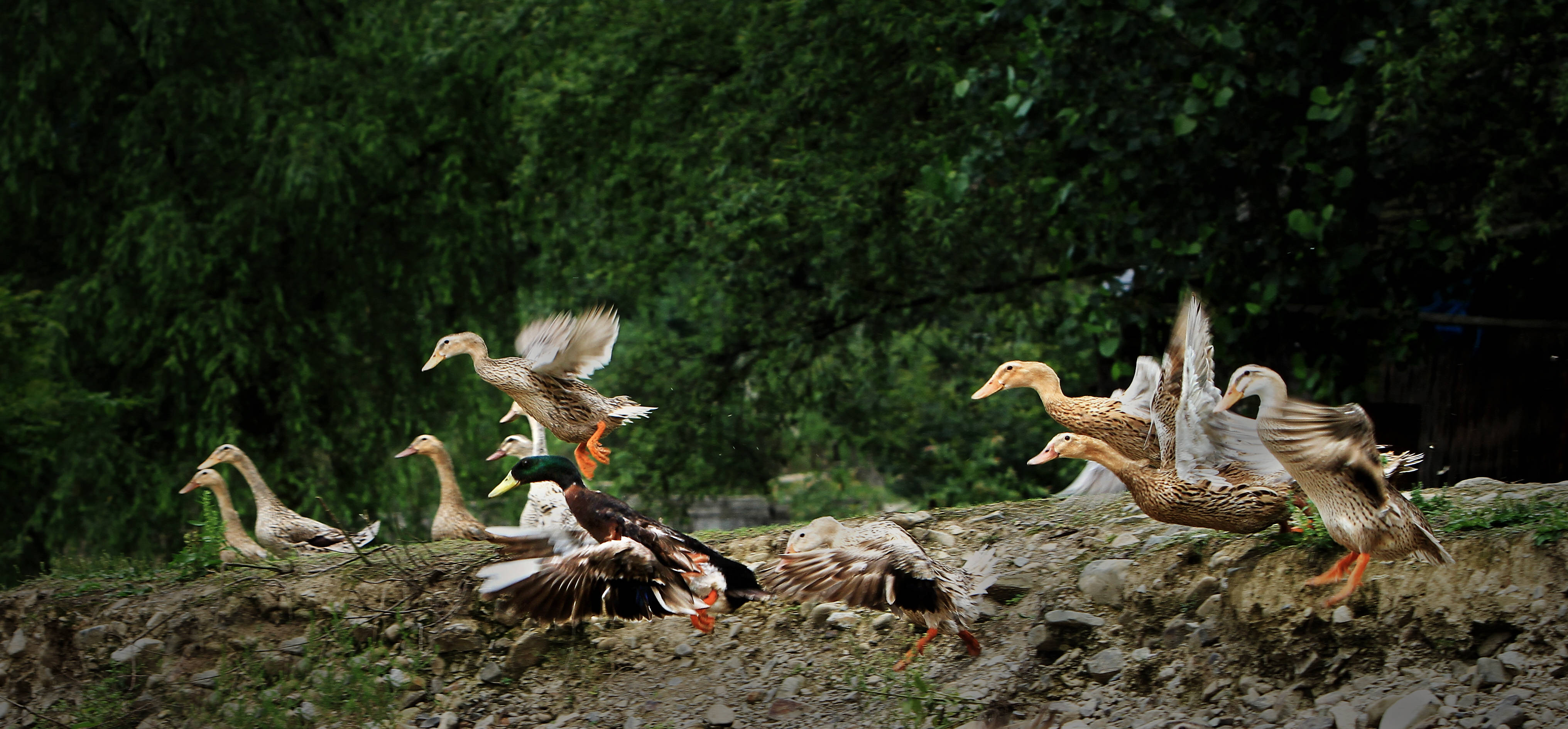 "会飞"的野性三穗鸭加强耕地管控,稳定粮食生产.