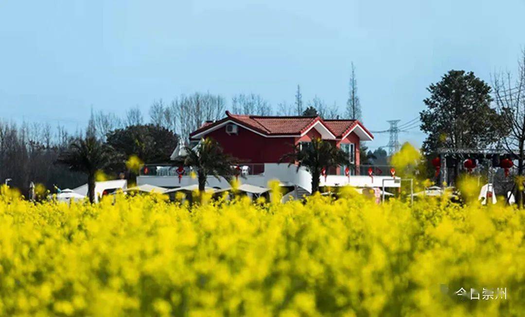 遊美麗鄉村綠道黃燦燦的油菜花海搭配川西民居在白頭鎮五星村刷爆的