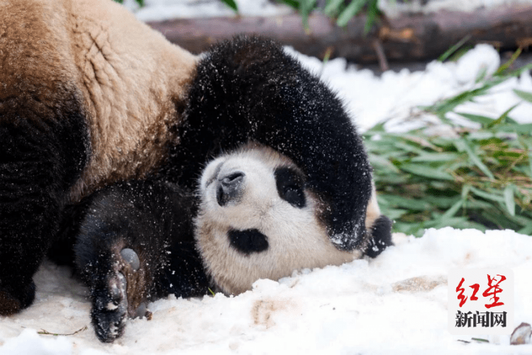 巡护|公园城市的大熊猫国家公园里，到底有什么？