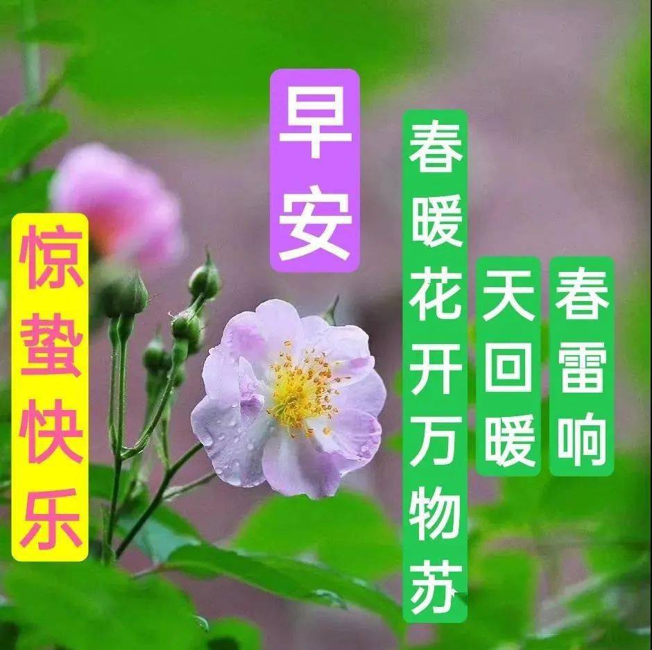 惊蛰节气问候图片图片