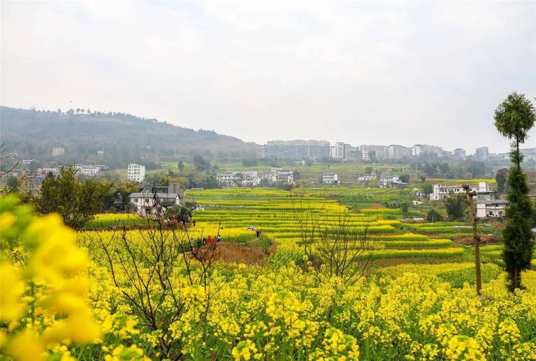 走去栖霞赏万亩油菜花吃正宗农家菜