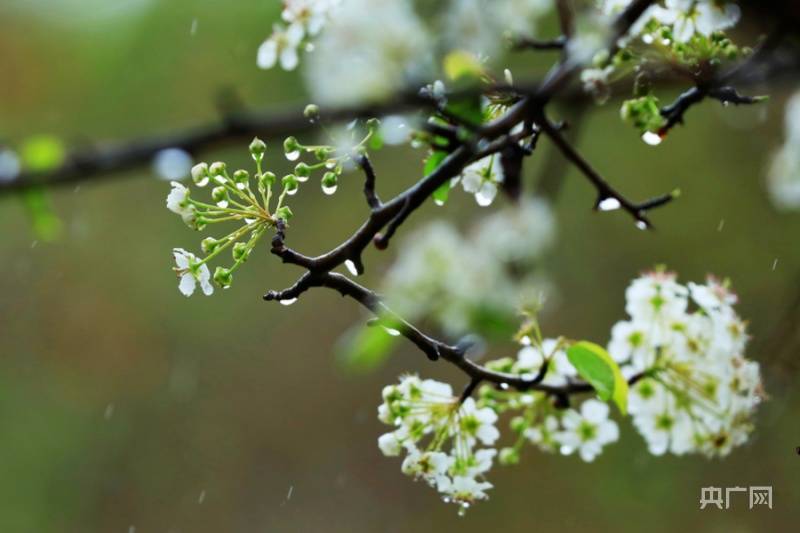 图集|【图集】繁花似锦！广东肇庆多片花海浪漫绽放