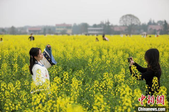 油菜花|江西万安乡村油菜花绽放 春暖花开醉游人