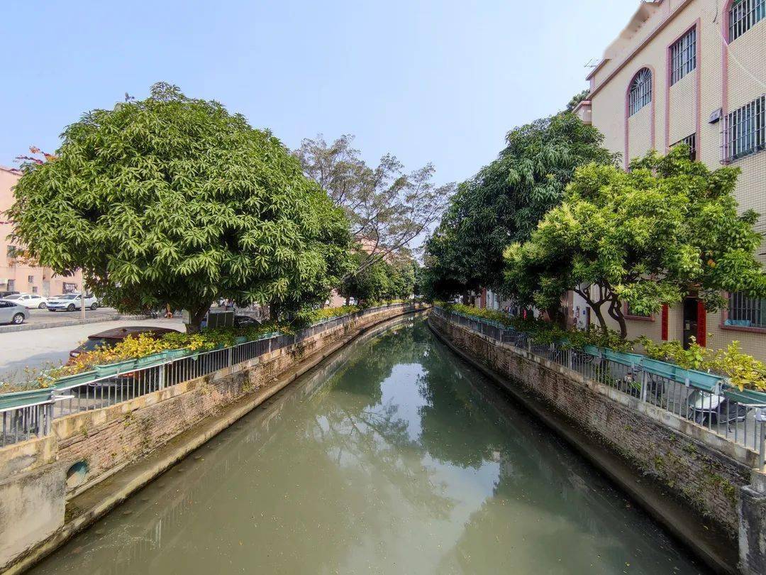 治水攻坚小榄这条河涌重现昔日鱼翔浅底景致