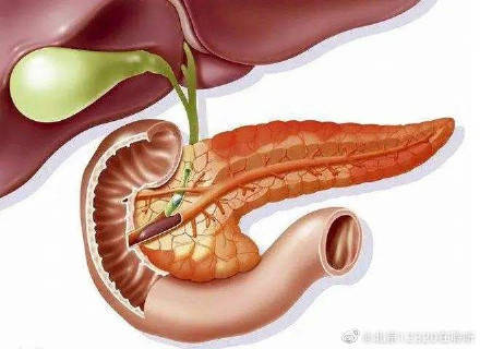 个体化|急性胰腺炎都有哪些症状？最佳治疗时间？