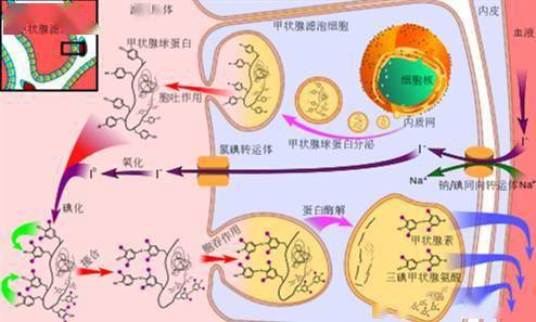 甲状腺激素分泌流程图图片