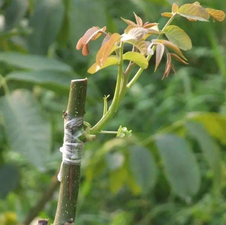 【栽培】核桃芽接技术详细讲解！_砧木_叶柄_文章