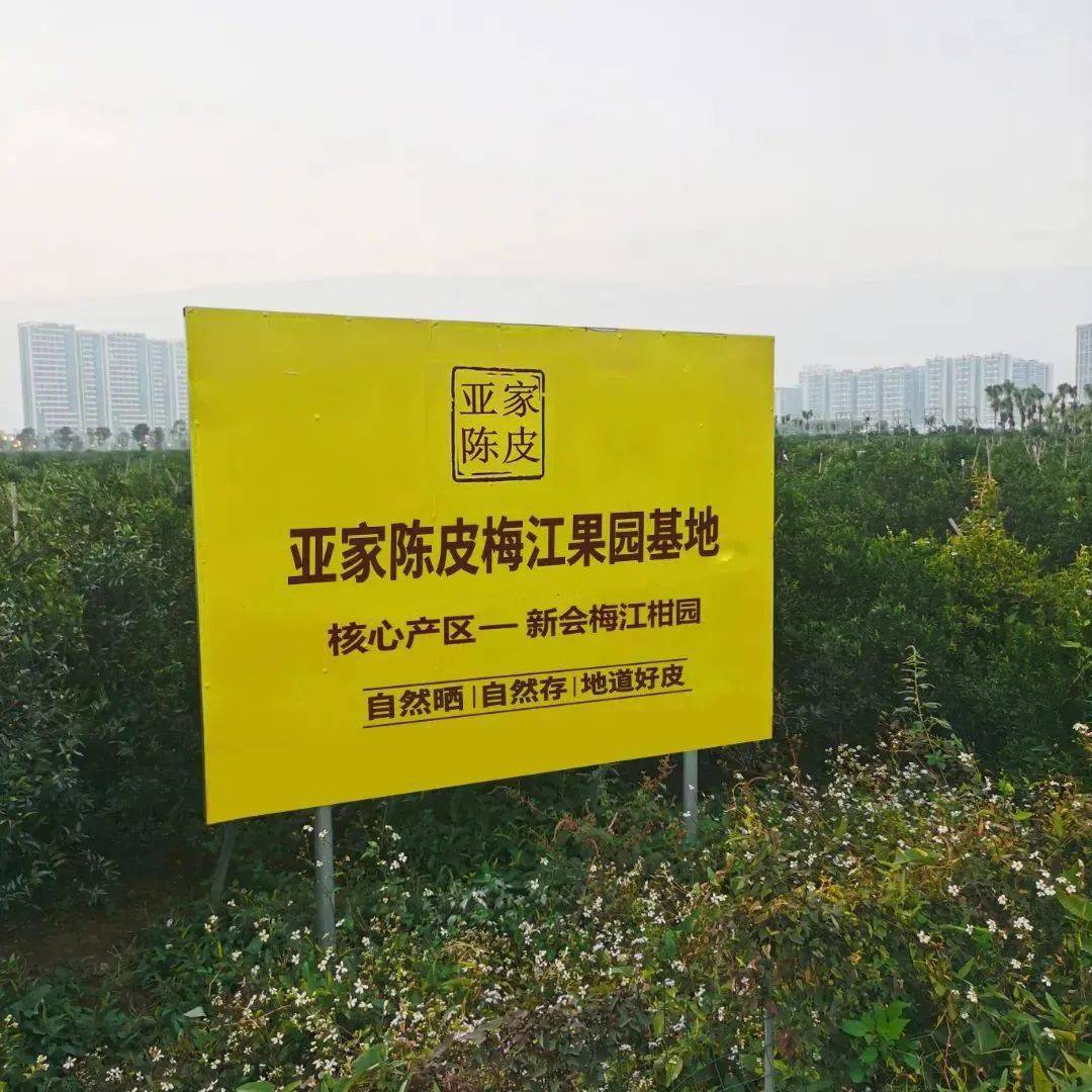 脾胃|一次性把陈皮的知识讲清楚（建议收藏）.