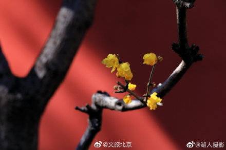 湖人|北京植物园卧佛寺蜡梅迎春