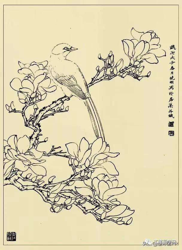 李曉明很漂亮的工筆花鳥畫白描稿值得一看