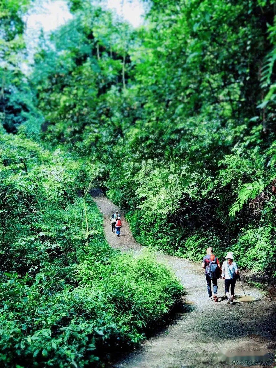 都江堰|赏避世桃源、游森林古道......都江堰这5处踏青小众秘境，带你开启一场治愈之旅~