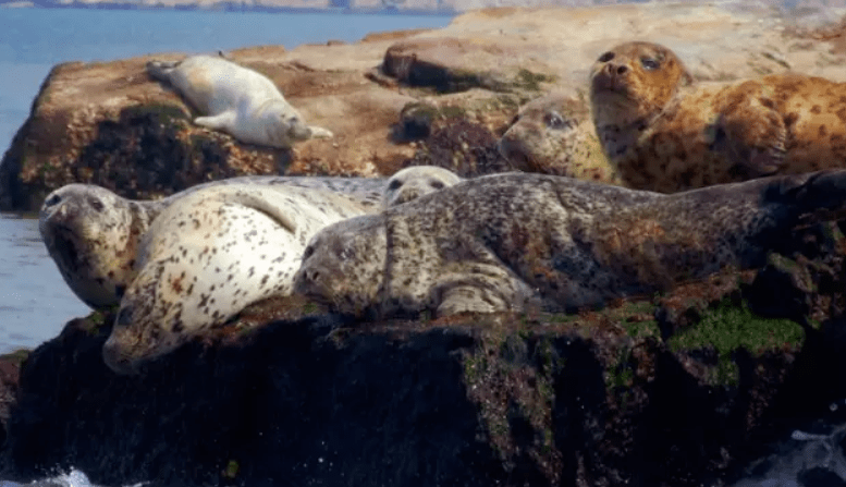长岛龙爪山位于长岛大黑山岛北,由5座高峻险峭的绝壁山峰连绵而成.