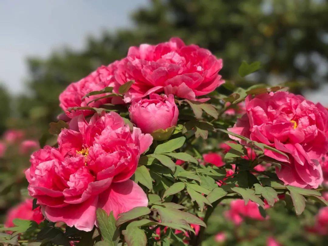 武定狮子山:多姿牡丹等你来_楚雄州_花香_时间