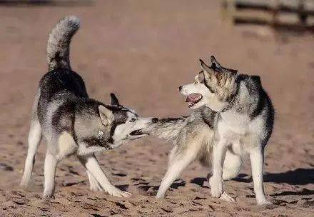 当二哈遇上二哈,它们是用这样奇葩的方式打架,太沙雕了,哈哈哈_尾巴