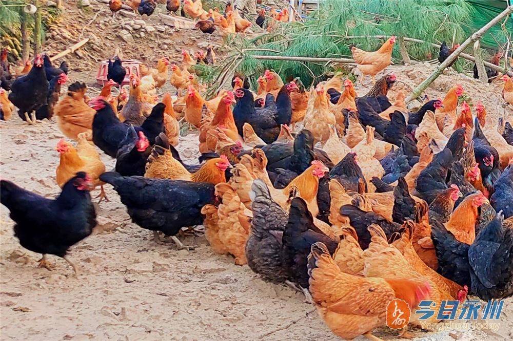 东安:10万羽土鸡"飞"出云霞山_肖白玲_养殖_乡村