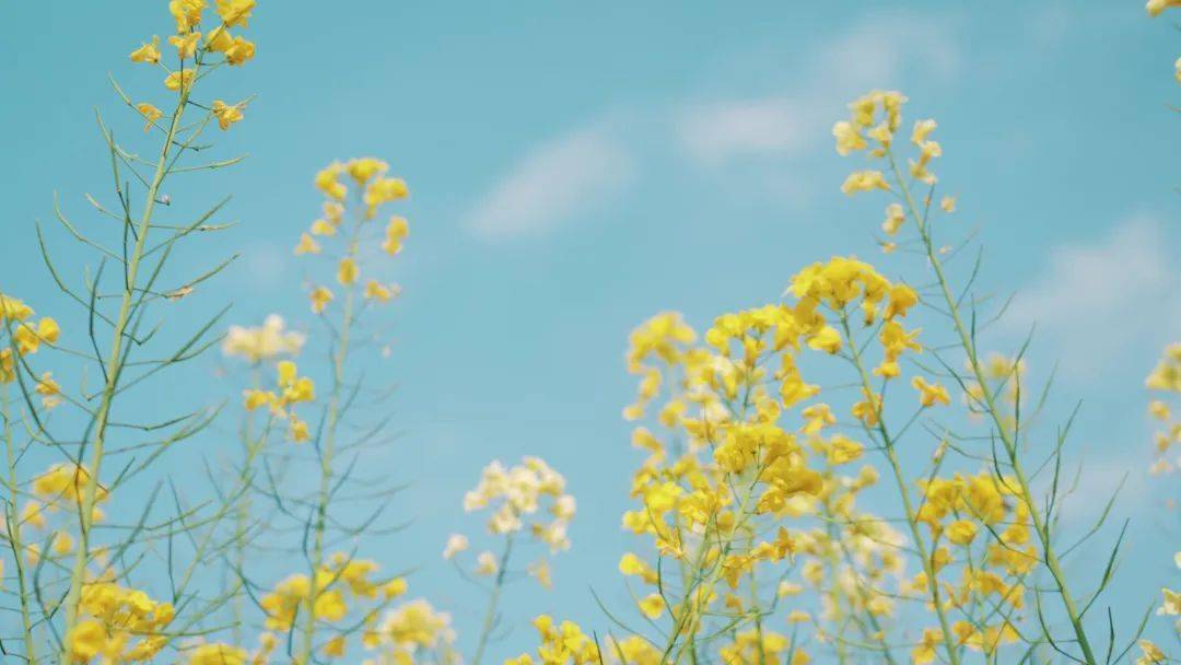 揭秘 花粉过敏的真正元凶不只是鲜花 试验 皮肤 患者