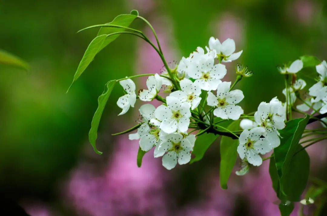 攻略|又见花开都江堰 | 三月赏花攻略来袭，快来邂逅“花花世界”！