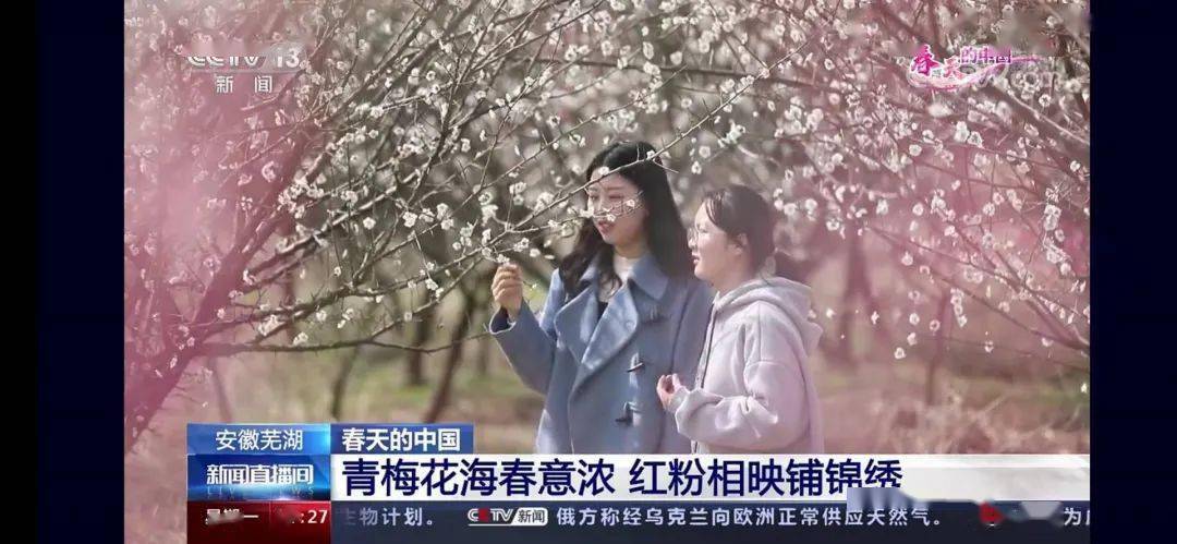 3月7日央视特别节目《春天的中国》报道芜湖湾沚"青梅花海春意浓 红粉