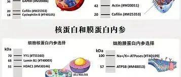 手把手教你Western blot内参蛋白的选择_细胞_-Tubulin_Lamin
